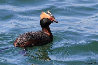 Horned Grebe_12-04-18_1681.jpg