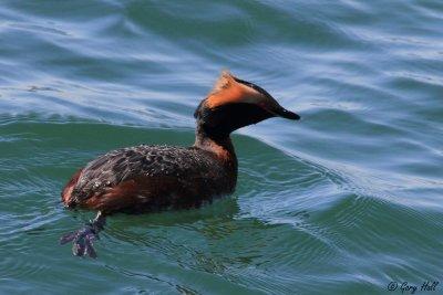 Hornrd Grebe 2.jpg