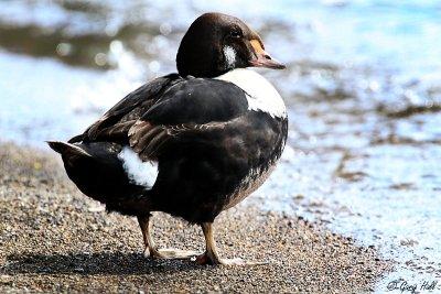King Eider.jpg