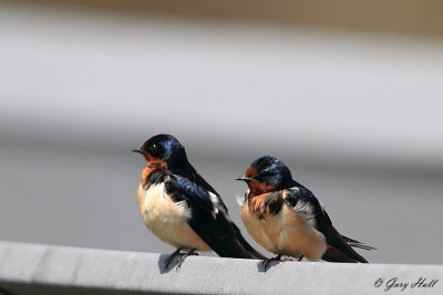 Barn Swallow_12-05-12_1086.JPG