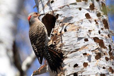 Northern Flicker.jpg