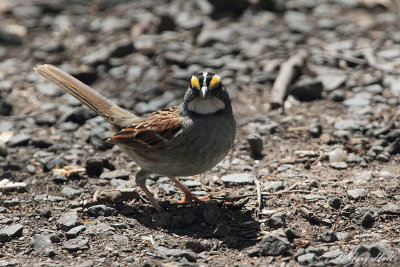 White Throated Sparrow.jpg