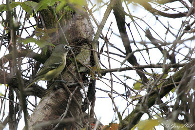 Blue-headed Vireo_12-05-07_0482.JPG