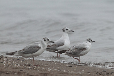 Bonaparts Gull_12-05-08_0685.JPG