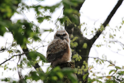 Great Horned Owl Chick_12-05-07_0562.JPG