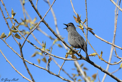 Grey Catbird_12-05-12_0984.JPG