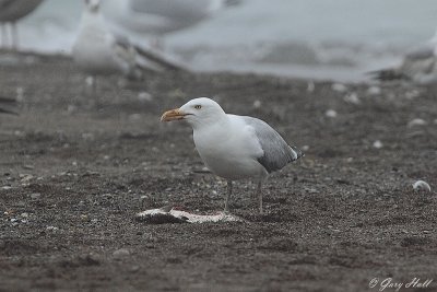 Herring Gull_12-05-08_0666.JPG