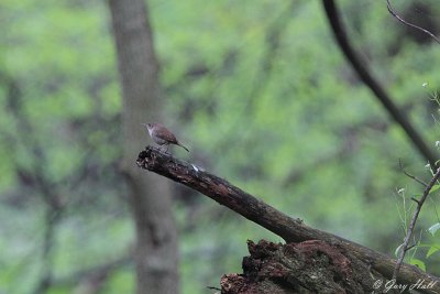 House Wren_12-05-08_0743.JPG