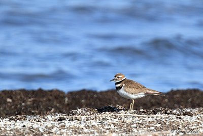 Kildeer_12-05-12_0974.JPG