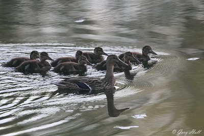 Mallard_12-05-19_1346.JPG