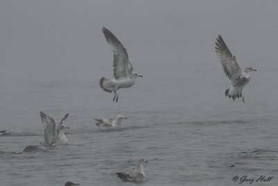 Ring-billed Gull_12-05-08_0662.jpg
