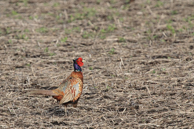 Ring-necked Pheasant_12-05-07_0587.jpg