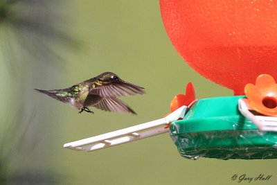 Ruby-throated hummingbird_12-05-09_0090.jpg