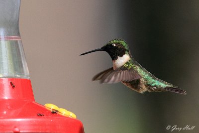 Ruby-throated hummingbird_12-05-09_0095.jpg