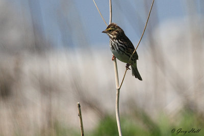 Savannah Sparrow_12-05-15_1224.jpg