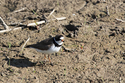 Semipalmated Plover_12-05-19_1488.jpg
