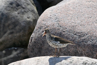 Spotted Sandpiper_12-05-15_1293.jpg