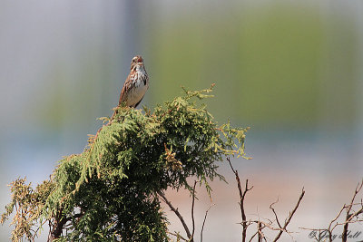 Song Sparrow_12-05-08_0845.jpg
