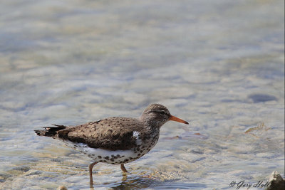 Spotted Sandpiper_12-05-15_1263.jpg