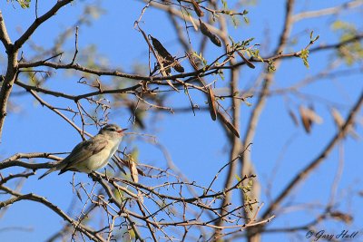 Warbling Vireo_12-05-19_1421.jpg