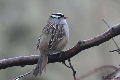 White-crowned Sparrow_12-05-08_0643.jpg