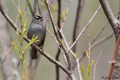 White Crowned Sparrow_12-05-12_1101.jpg
