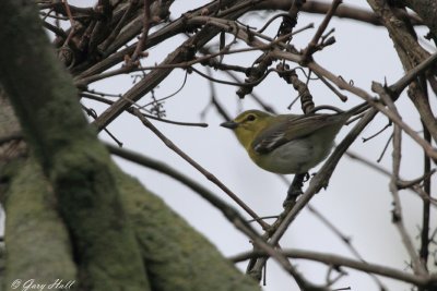 Yellow-throated Vireo_12-05-07_0467.jpg