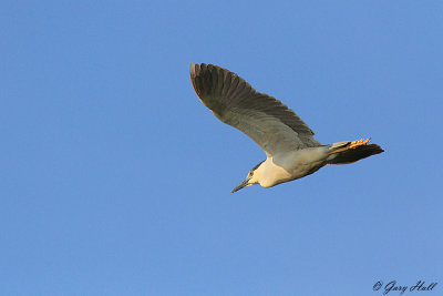 Black-crowned  Night- Heron_12-06-18_2447.jpg