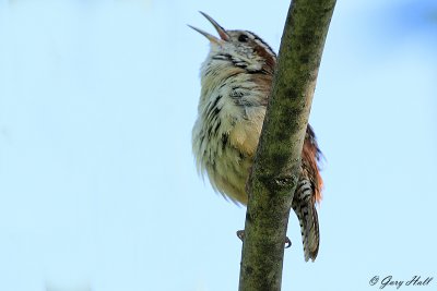 Carolina Wren_12-06-10_1991.jpg