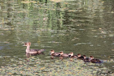 Hooded Mergansers_12-06-12_2094.jpg