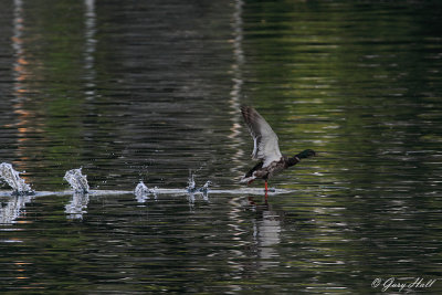 Mallard_12-06-18_2161.jpg