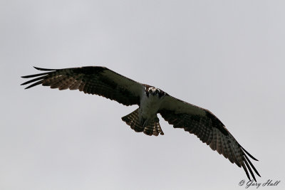 Osprey_12-06-07_1789.jpg