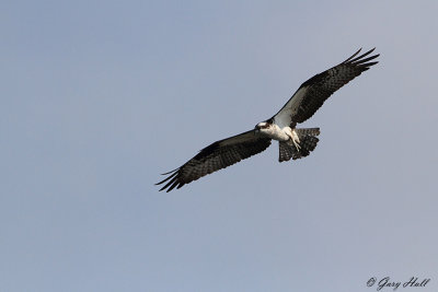Osprey_12-06-18_2387.jpg