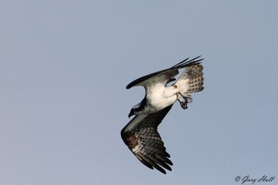 Osprey_12-06-18_2391.jpg