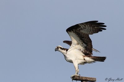 Osprey_12-06-18_2416.jpg