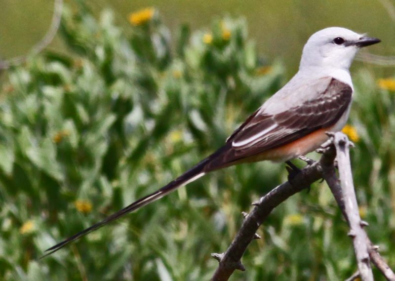 Scissor-tailed Flycatcher