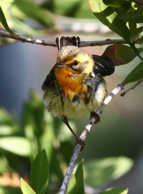 Female Blackburnian Warbler