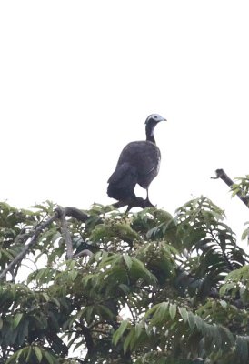 Trinidad Piping-guan