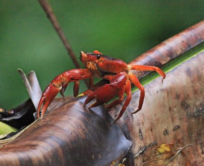 Land Crab