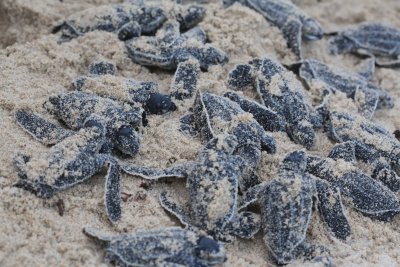 baby Leatherback Turtles