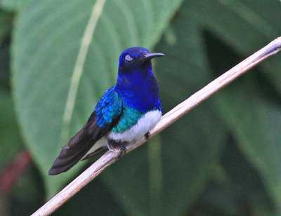 White-necked Jacobin