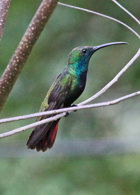 Green-throated Mango