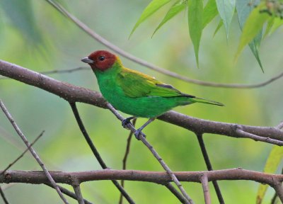 Bay-headed Tanager