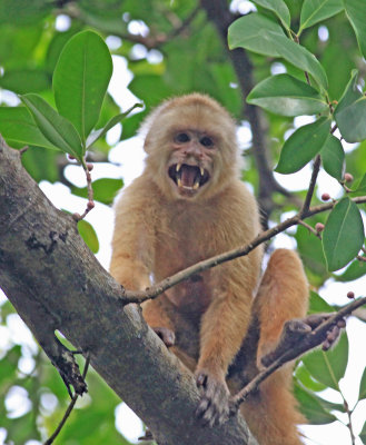 White-faced Capuchin