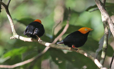 Golden-headed Manakin