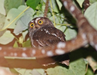 Banggi Scops-owl