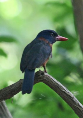 Green-backer Kingfisher