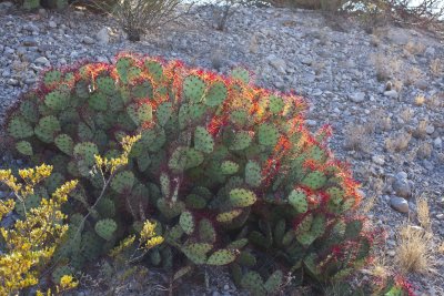 Red-spined Prickly Pear