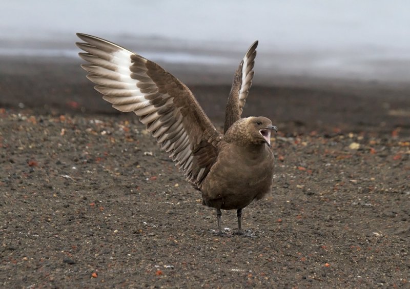 Displaying-Brown-Subantarctic-maybe-Skua-IMG_6756-Whalers-Bay-Deception-Island-South-Shetland-15-March-2011.jpg