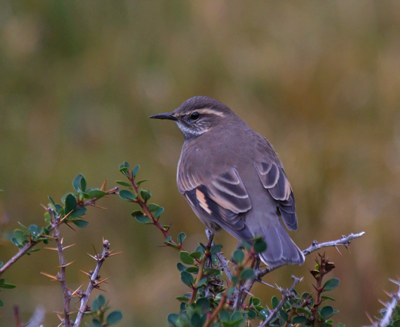 Buff-winged Cinclodes